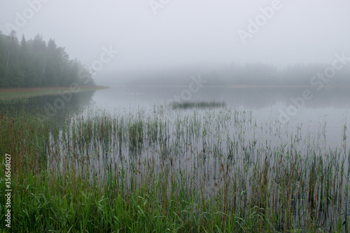 image of fog, view of the lake with white fog, reed contours in the foreground, blurred misty lake background © ANDA