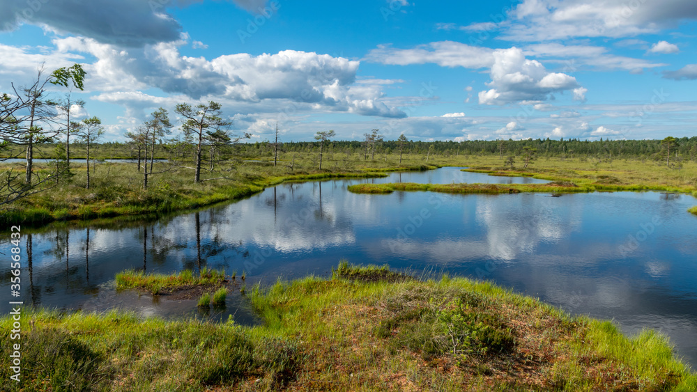 beautiful summer bog landscape with lake, moss, bog pines and birches, peat bog flora