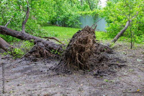 Green deciduous tree with roots fell after a hurricane on a city street