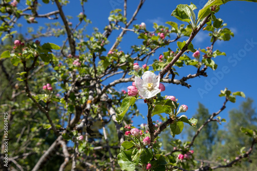 first apple tree flower opening