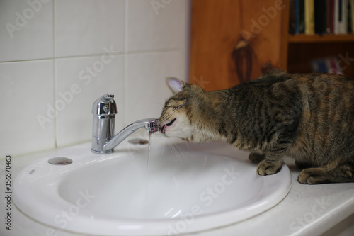 A lovely Tabby cat drinking from a tap in a handbasin