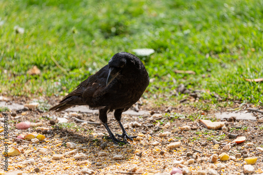 Obraz premium Crow on the grass in park