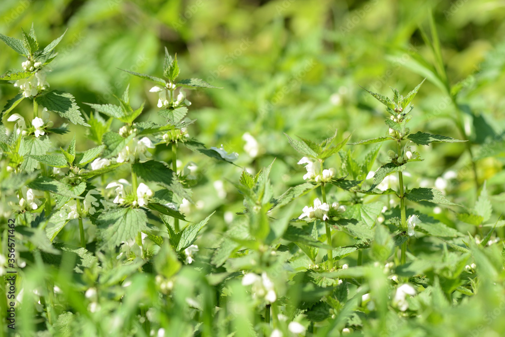 Blooming nettle with white flowers on a summer day lit by the sun. Alternative medicine. Herb in its natural environment Blooming nettle with white flowers on a summer day lit by the sun. Alternative medicine. Herb in its natural environment