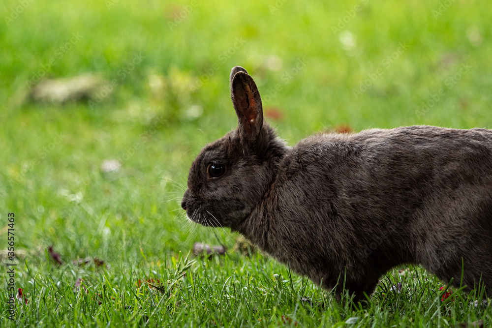 side portrait of a cute dark grey bunny cautiously sitting on the green grass field side portrait of a cute dark grey bunny cautiously sitting on the green grass field