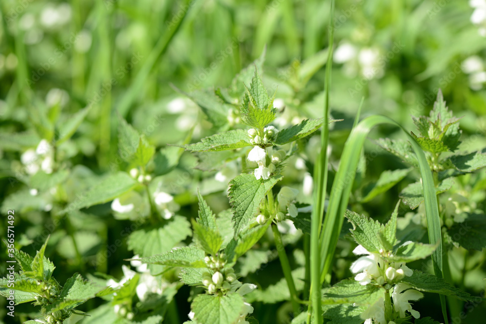 Blooming nettle with white flowers on a summer day lit by the sun. Alternative medicine. Herb in its natural environment Blooming nettle with white flowers on a summer day lit by the sun. Alternative medicine. Herb in its natural environment