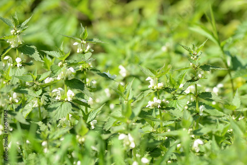 Blooming nettle with white flowers on a summer day lit by the sun. Alternative medicine. Herb in its natural environment