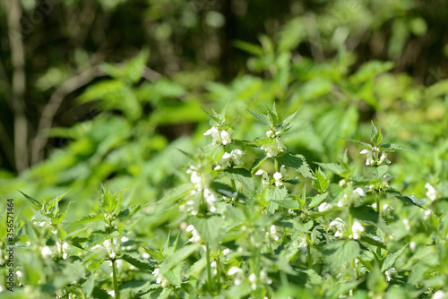 Blooming nettle with white flowers on a summer day lit by the sun. Alternative medicine. Herb in its natural environment