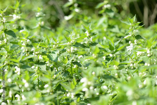 Blooming nettle with white flowers on a summer day lit by the sun. Alternative medicine. Herb in its natural environment