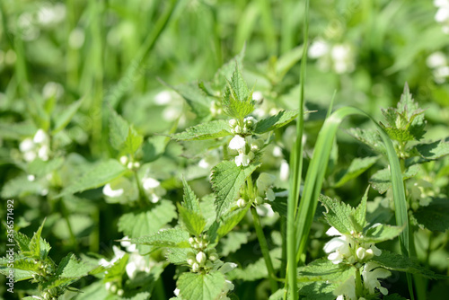 Blooming nettle with white flowers on a summer day lit by the sun. Alternative medicine. Herb in its natural environment