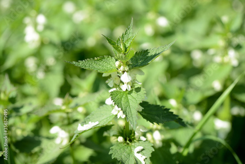 Blooming nettle with white flowers on a summer day lit by the sun. Alternative medicine. Herb in its natural environment