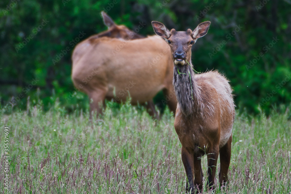 2020-06-04 A JUVENILE MALE ROOSEVELT ELK IN THE SNOQUALMIE VALLEY NEAR NORTH BEND WASHINGTON 4 2020-06-04 A JUVENILE MALE ROOSEVELT ELK IN THE SNOQUALMIE VALLEY NEAR NORTH BEND WASHINGTON 4