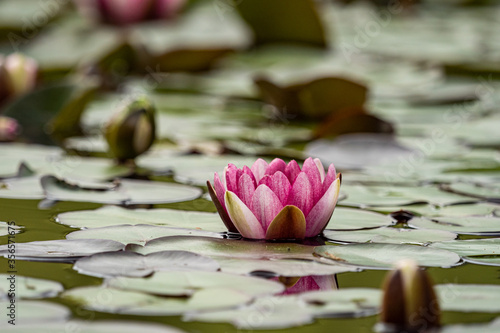 close up of a beautiful pink water lily blooming  in the pond inside the park with reflection on the water surface