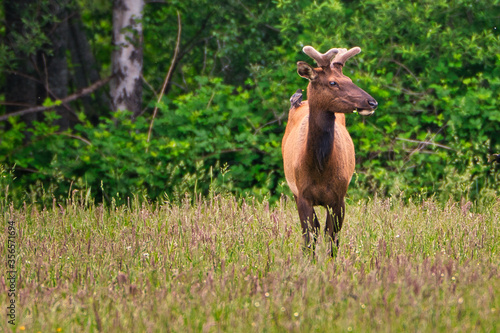 2020-06-04 A LONE MALE ROOSEVELT ELK IN A FIELD WITH A BIRD ON HIS BACK IN THE SNOQUALIME VALLEY NEAR NORTH BEND WASHINGTON