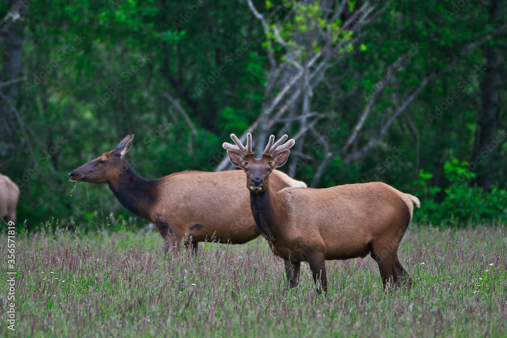 Fototapeta premium 2020-06-04 A MALE ROOSEVELT ELK WATCHING GUARD IN FRONT OF A FEMALE IN THE SNOQUALMIE VALLEY NEAR NORTH BEND WASHINGTON 5