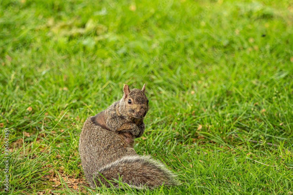 close up of a cute brown squirrel sitting on the green grass field turning its head towards you close up of a cute brown squirrel sitting on the green grass field turning its head towards you