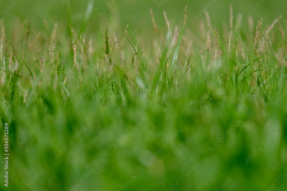 abstract image of green grass for background or wallpaper