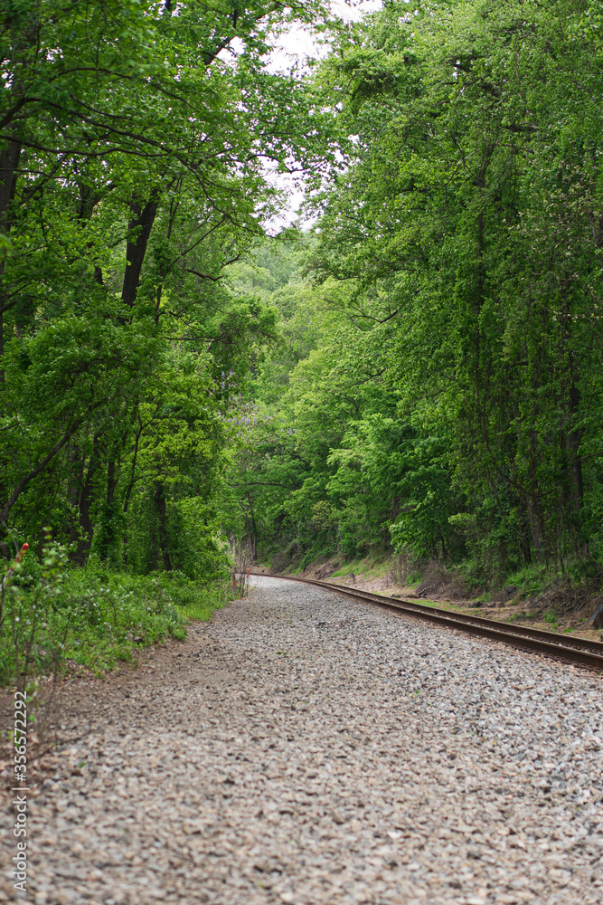 Obraz premium path in the woods