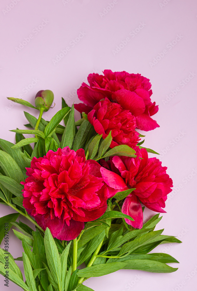 Beautiful magenta peonies on pink background with copy space for your text. Flat lay composition. Beautiful magenta peonies on pink background with copy space for your text. Flat lay composition.