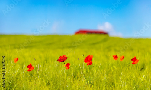 Mohnblumen in Getreidefeld