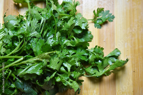 fresh coriander leafs on wood chopping board for vegetable cooking 