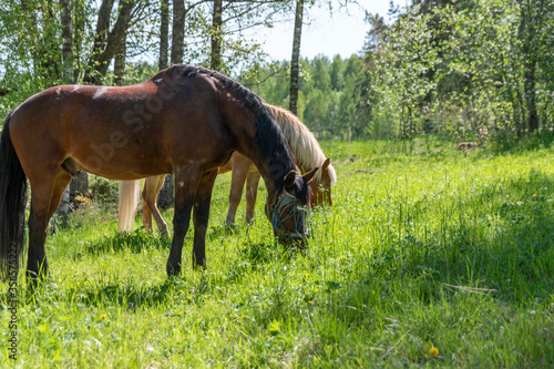 Horse grazing on green grass field