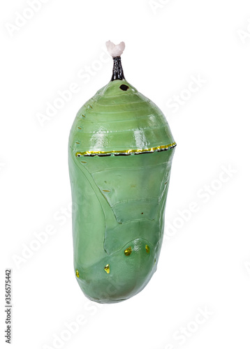 Konstfotografi Monarch butterfly chrysalis or pupa isolated on white background
