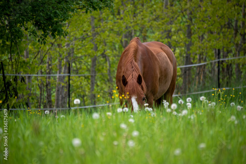 Horse grazing on green grass field