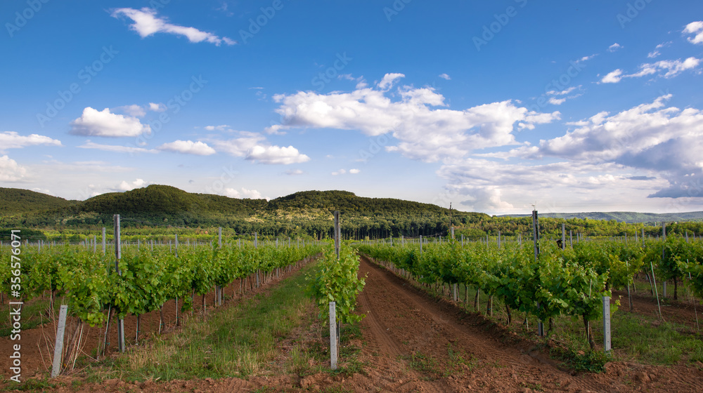 Vineyard with grapevine on a sunny summer day in the Hungarian countryside, mediterranean landscape with hills, agriculture and food industry concept