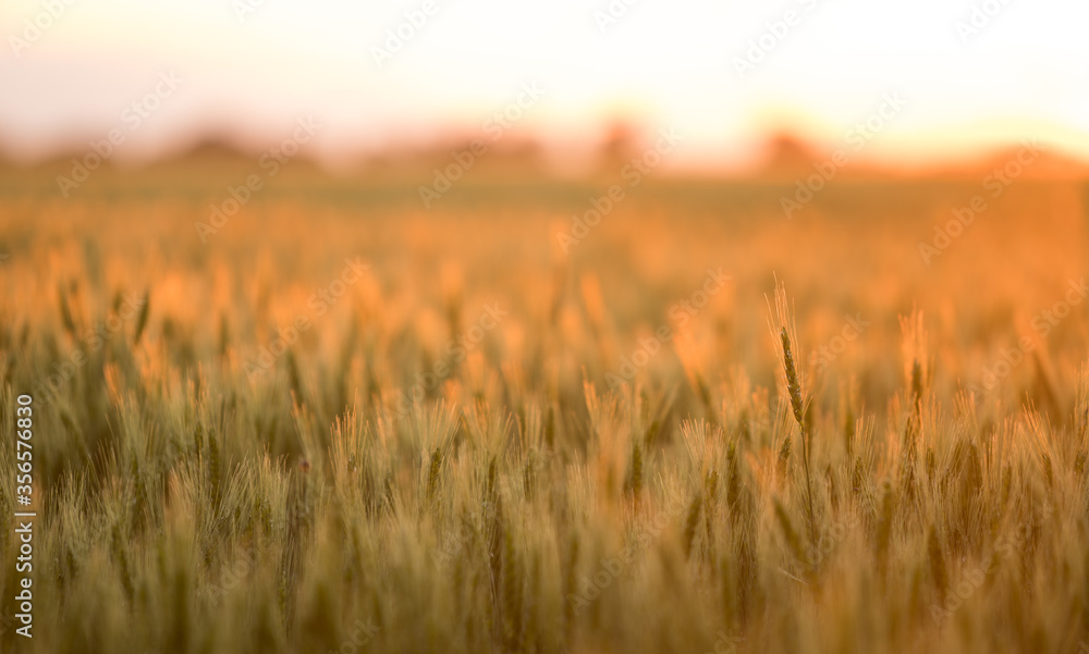 Fototapeta premium Golden wheat field during sunset. Summer.