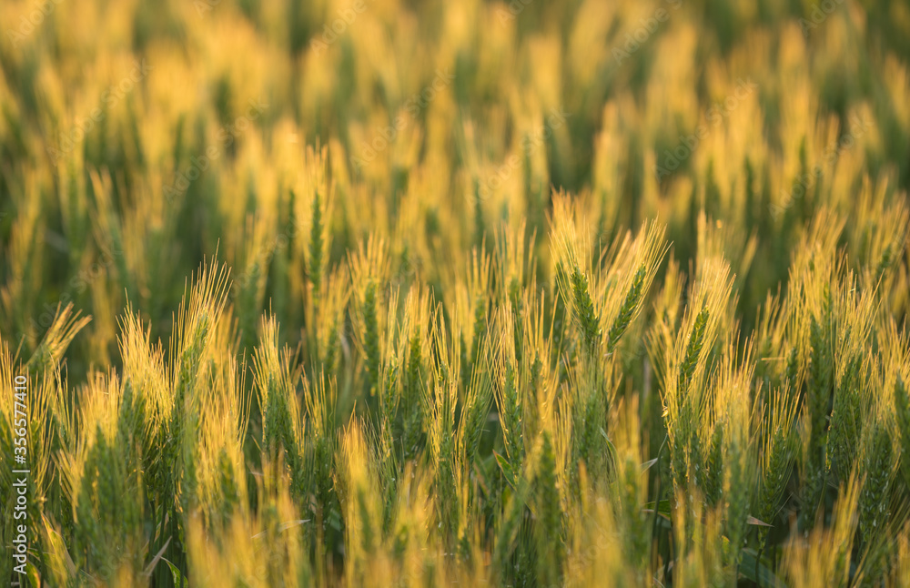 Golden wheat field during sunset. Summer.