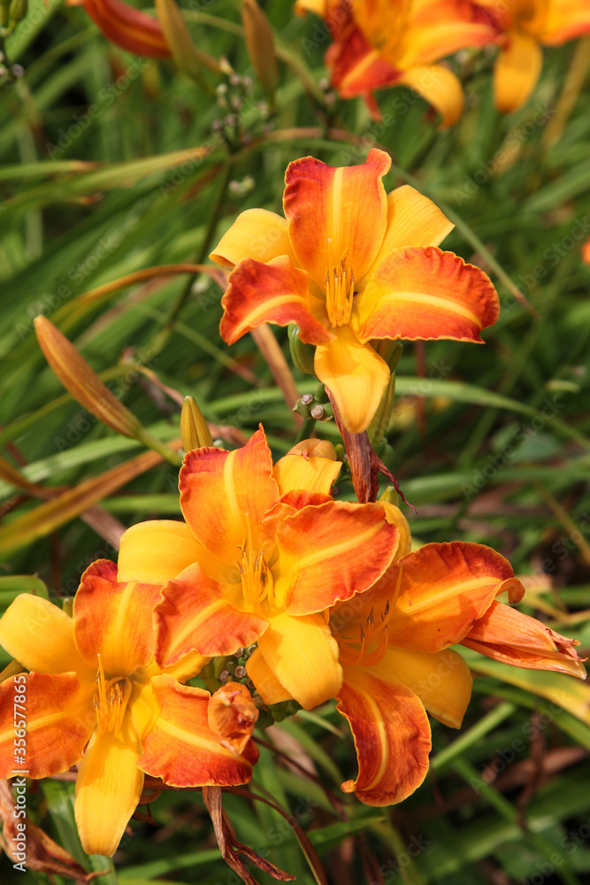 Beautiful orange lily flowers surrounded by green leaves Beautiful orange lily flowers surrounded by green leaves
