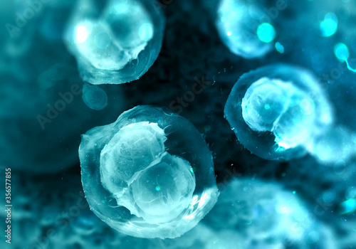 Photos Two-cell embryo, Mitosis under microscope