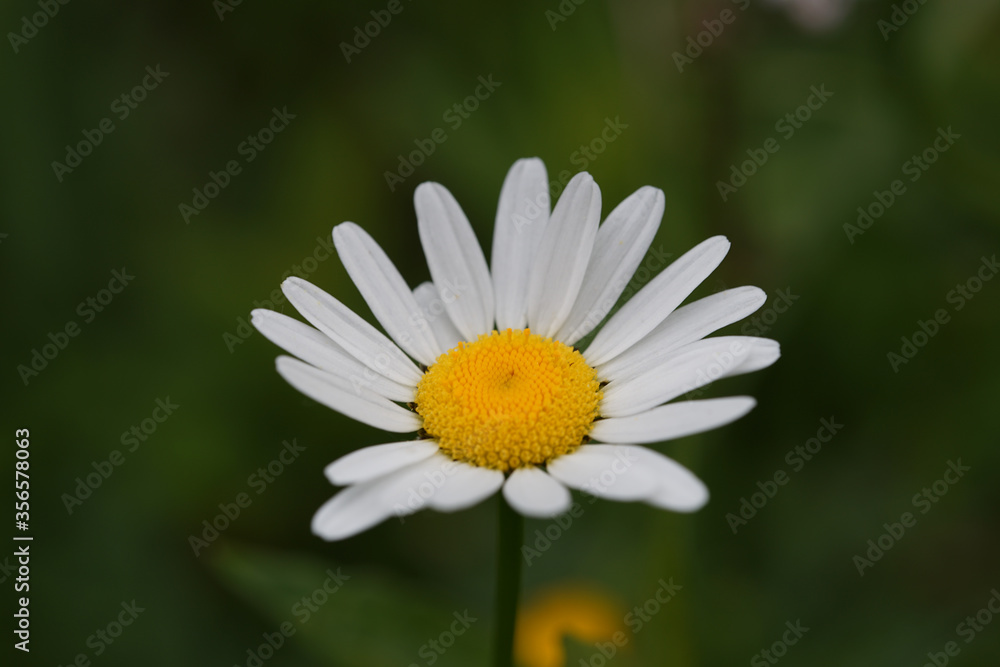 Makroaufnahme einer Blume Makroaufnahme einer Blume