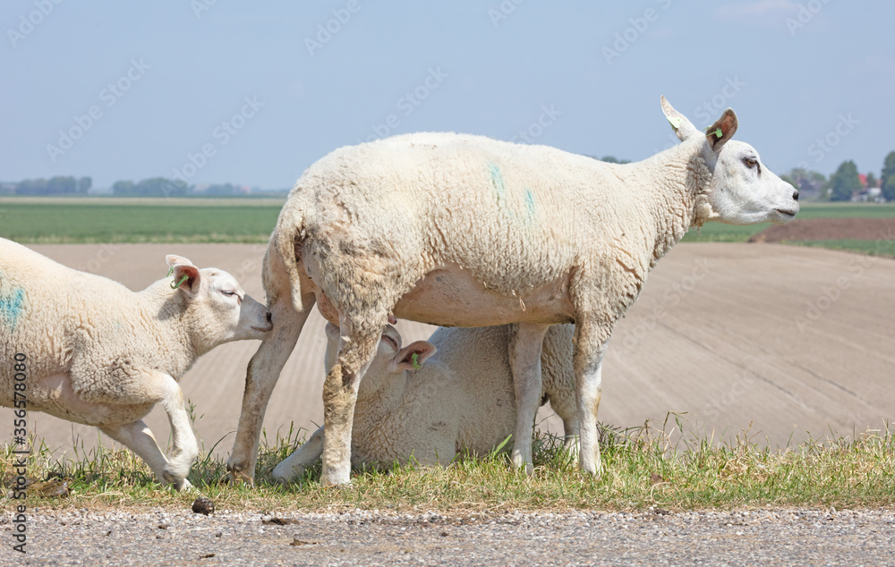 Obraz premium Little lamb drinking