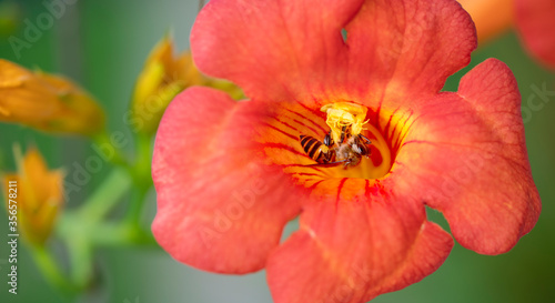 Close up shot of Bee collecting pollen from red flower in blur background  The Pollen of flower stuck on the bee s body  