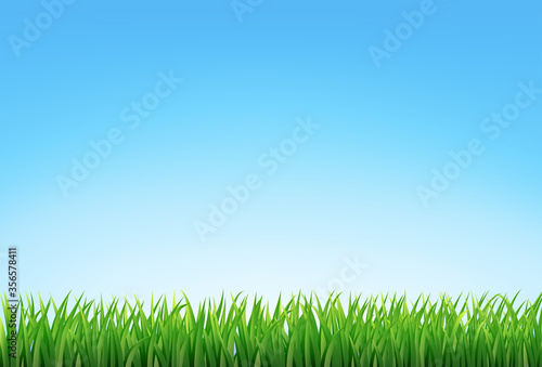 vector green grass and blue sky