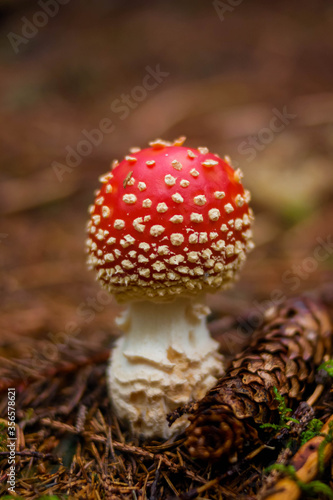 Bright red mushroom in the forest among coniferous needles, fly-tippers