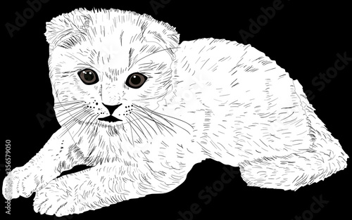 white kitten sketch isolated on black