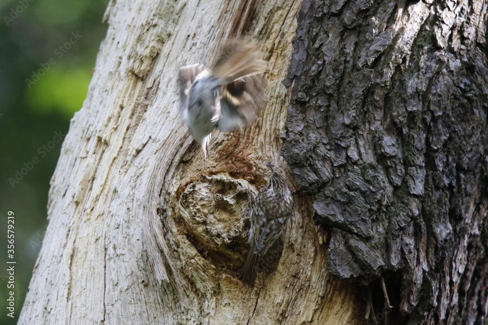 Treecreepers at the nest feeding chicks and each other Treecreepers at the nest feeding chicks and each other