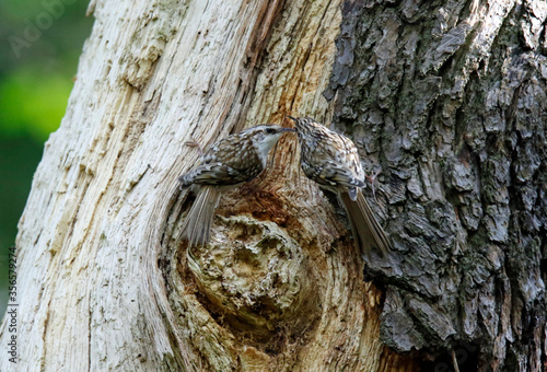 Treecreepers at the nest feeding chicks and each other