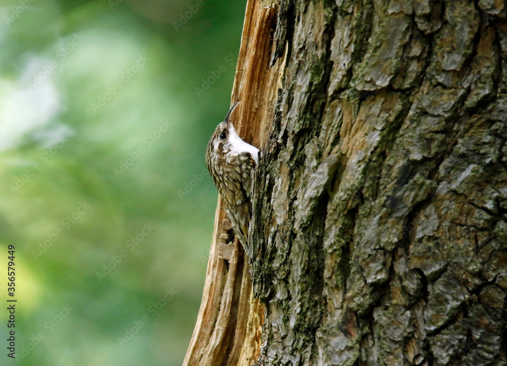 Obraz premium Treecreepers at the nest feeding chicks and each other