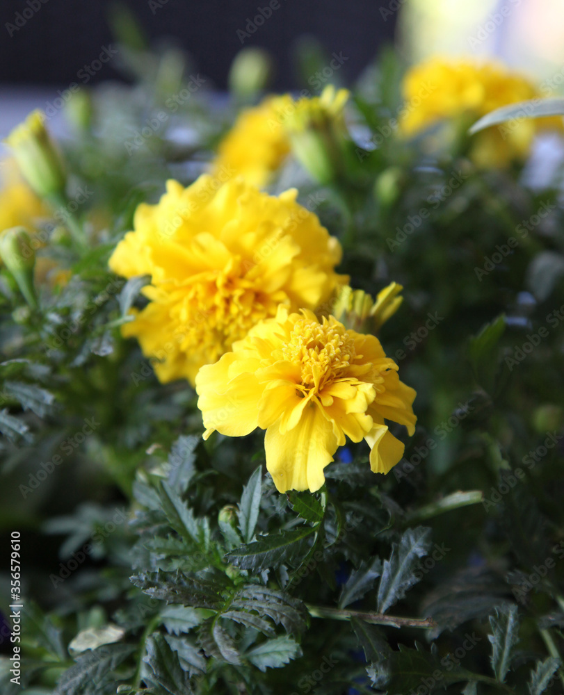 Fototapeta premium Closeup of orange and yellow marigold flowers surrounded by green leaves in a garden setting