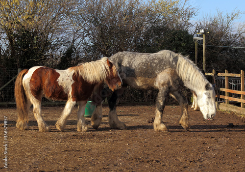 Canvas Print Two shire horses, a silver and a brown foal in a farm.