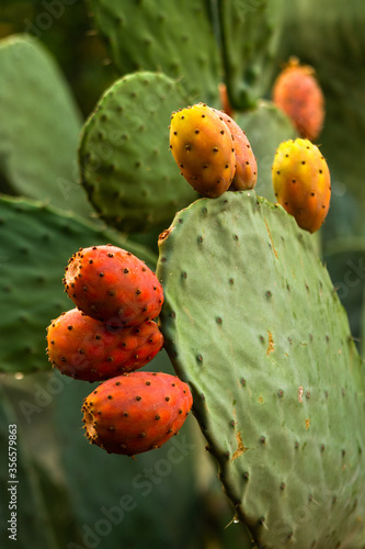 ripe cactus fruit