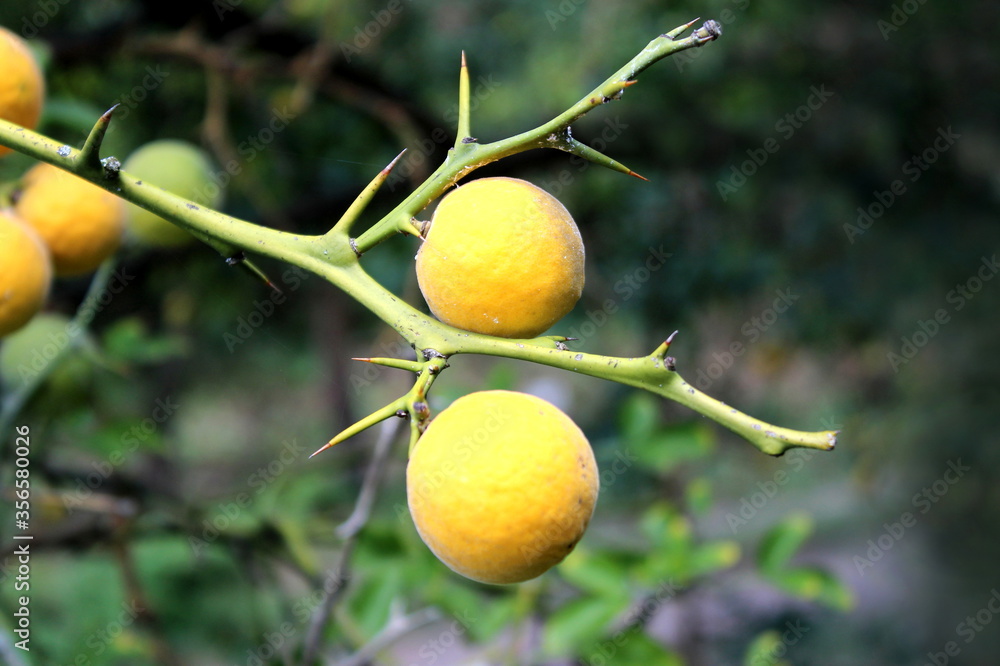 Close up photo of yellow fruits of Bitter Orange, or Trifoliate Orange (Poncirus trifoliata). Close up photo of yellow fruits of Bitter Orange, or Trifoliate Orange (Poncirus trifoliata).