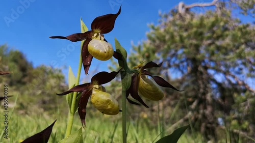 Wallpaper Mural orchidée - sabot de vénus Torontodigital.ca