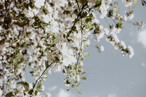 Wallpaper Mural apple tree white flowers Torontodigital.ca