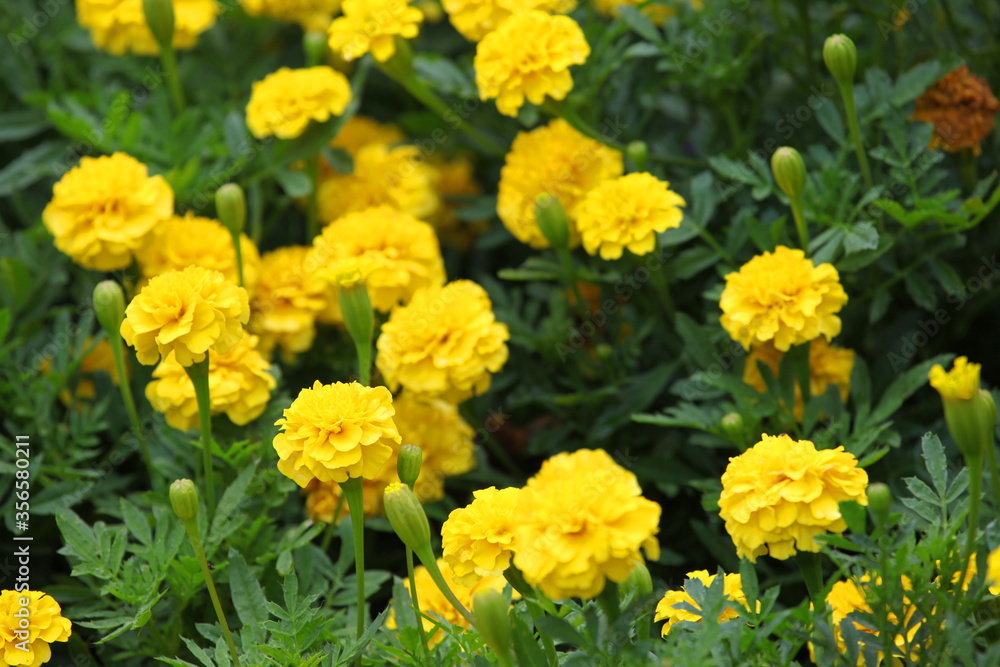 Closeup of orange and yellow marigold flowers surrounded by green leaves in a garden setting Closeup of orange and yellow marigold flowers surrounded by green leaves in a garden setting
