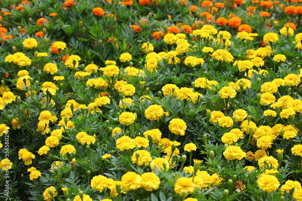 Closeup of orange and yellow marigold flowers surrounded by green leaves in a garden setting Closeup of orange and yellow marigold flowers surrounded by green leaves in a garden setting