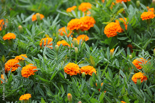 Closeup of orange and yellow marigold flowers surrounded by green leaves in a garden setting